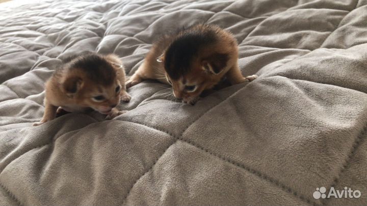 Абиссинские котята