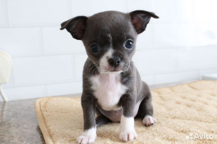 Чихуахуа девочки
