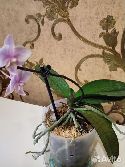 Орхидеи фаленопсис