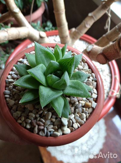 Хавортия ладьевидная