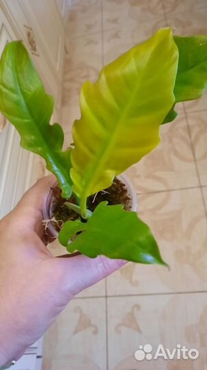 Филодендрон