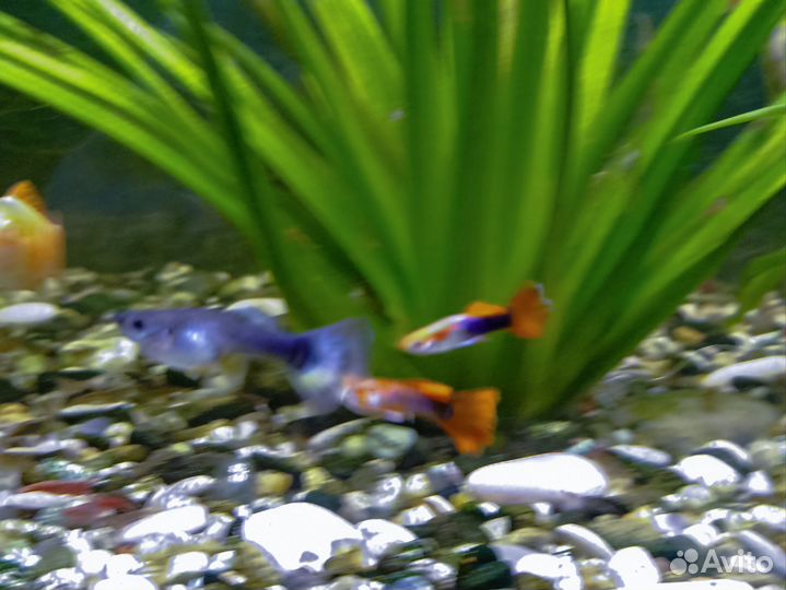 Рыбки гуппи, креветки и аквариумные растения