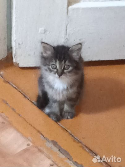 Кошка в дар бесплатно