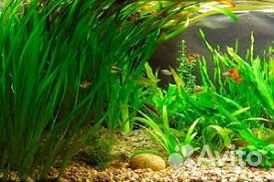 Растения для аквариума