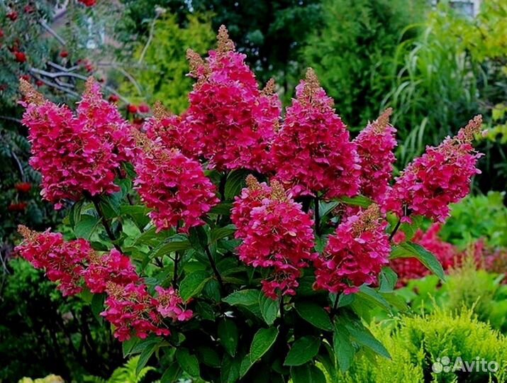 Гортензии метельчатые, новинки (апрель-май)