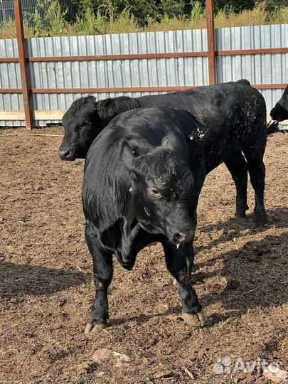 Бычки на Плем