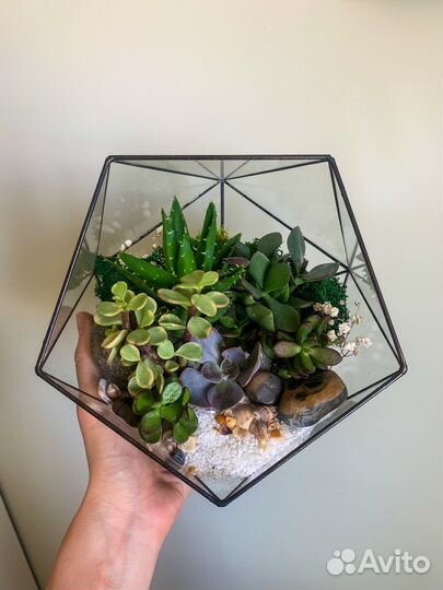 Флорариум суккуленты
