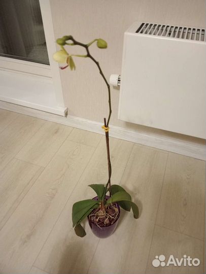 Орхидея фаленопсис