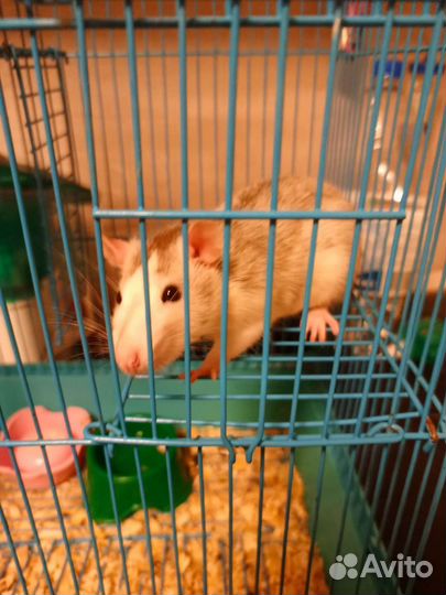 Крыса дамбо