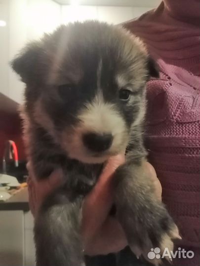 Щенки хаски