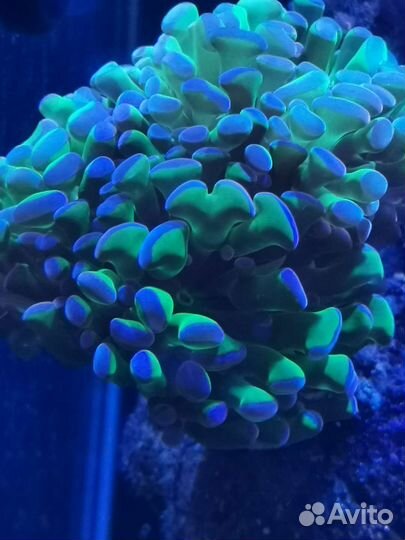 Живые кораллы