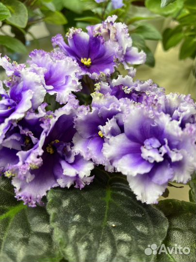 Фиалки детки и стартеры