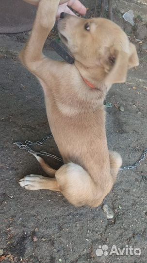 Щенок девочка в добрые руки