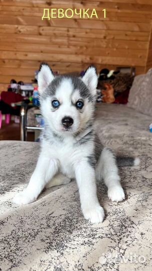 Голубоглазые хаски