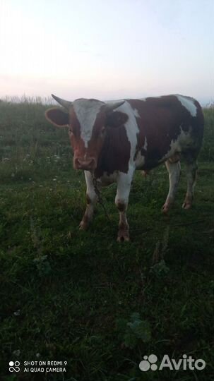 Быки на мясо или живым весом