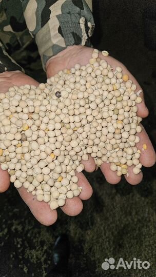 Горох кормовой