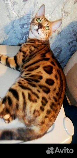 Бенгальская кошка