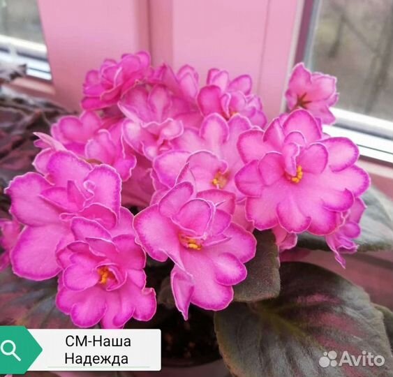 Лист на срез. Есть детки