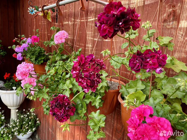 Пеларгонии