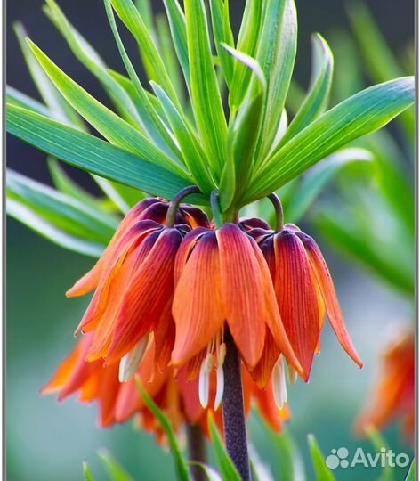 Рябчик императорский