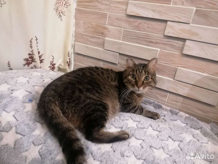 Кот Кузя