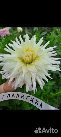 Георгины клубни