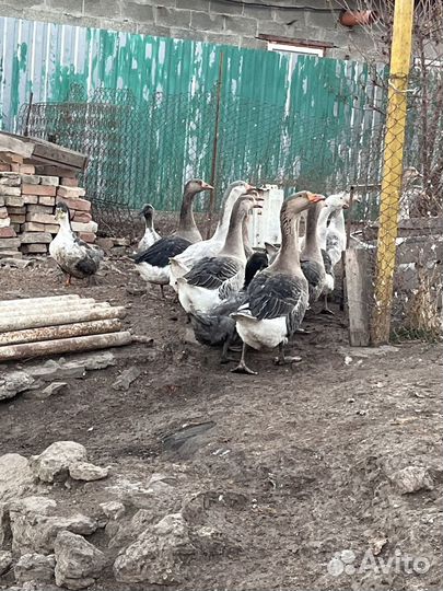 Гуси и утки
