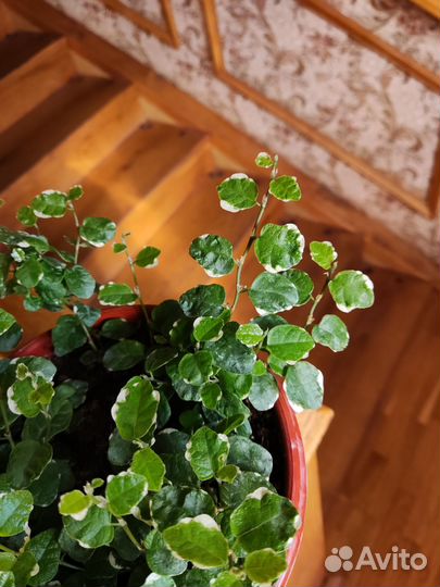 Фикус Бель санни