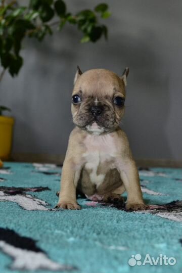 Французский бульдог