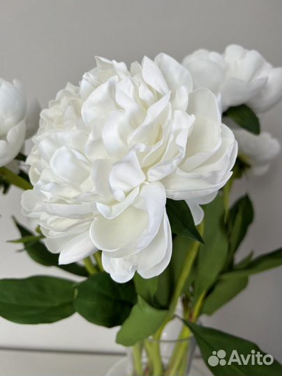 Букет цветов пионы