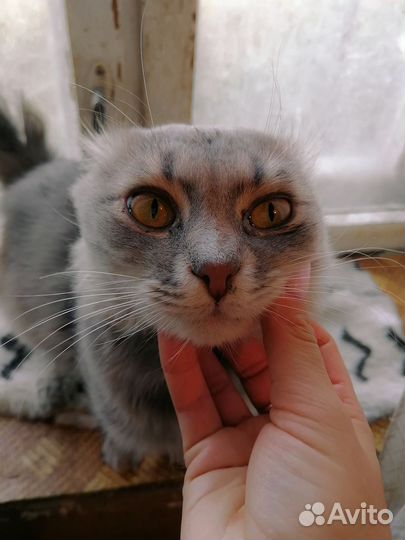 Шотландский вислоухий кот ищет дом