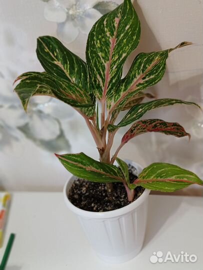 Спатифиллум