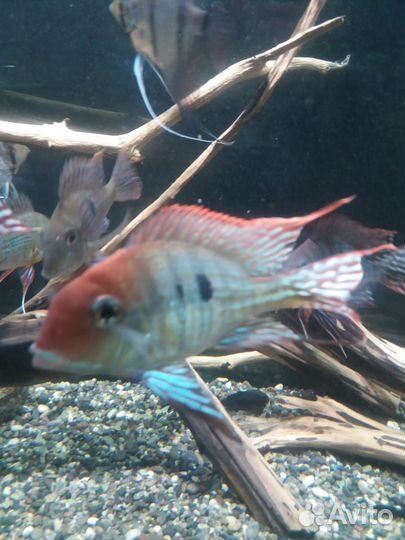 Геофагус Тапажос