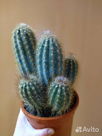 Кактусы редкие, большие 40-50 см