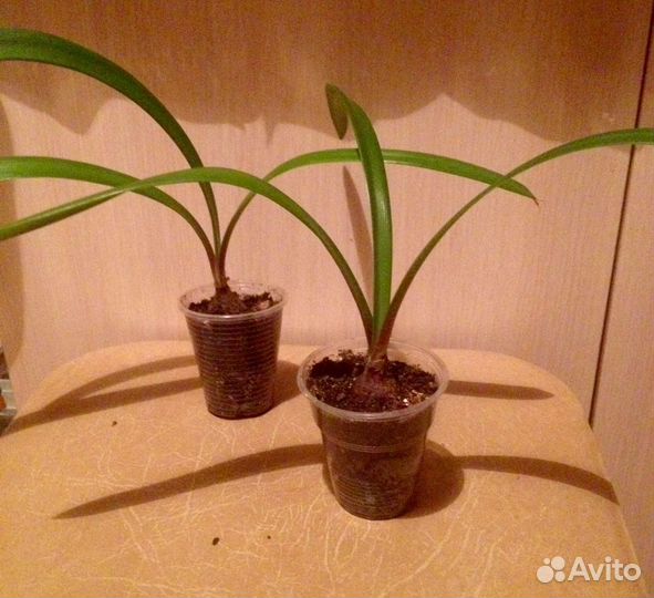 Гиппеаструм