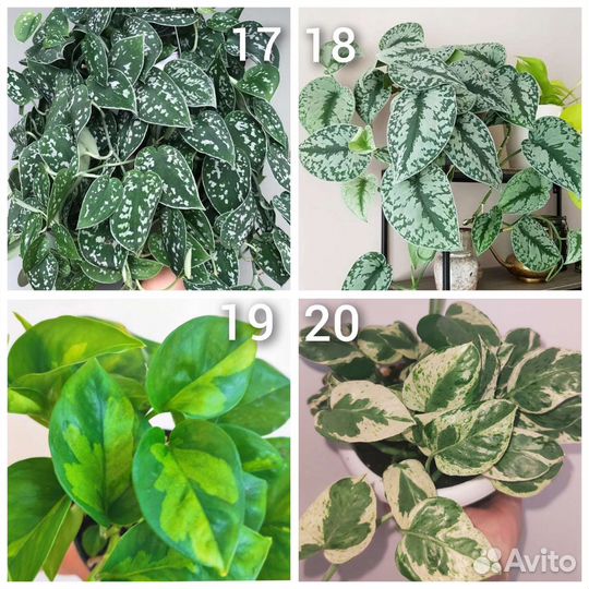 Сциндапсус, эпипремнум, филодендрон, монстера
