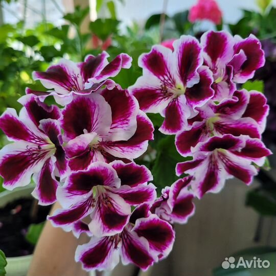 Пеларгония герань королевская