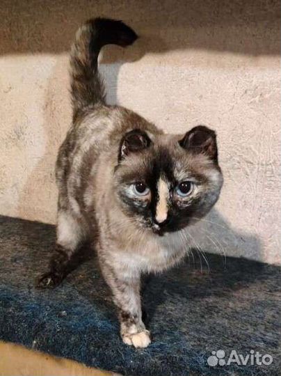 Приют Кошкин дом ждёт Вас