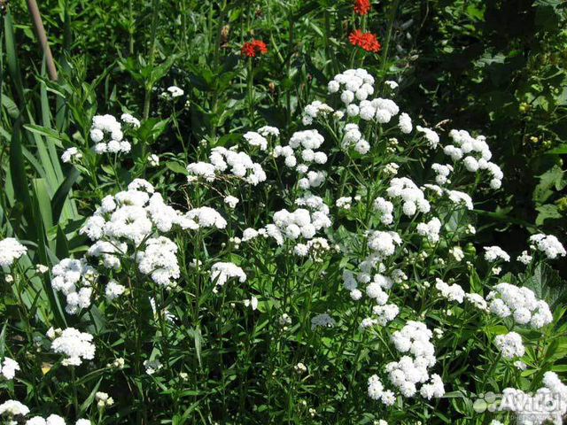 Тысячелистник 