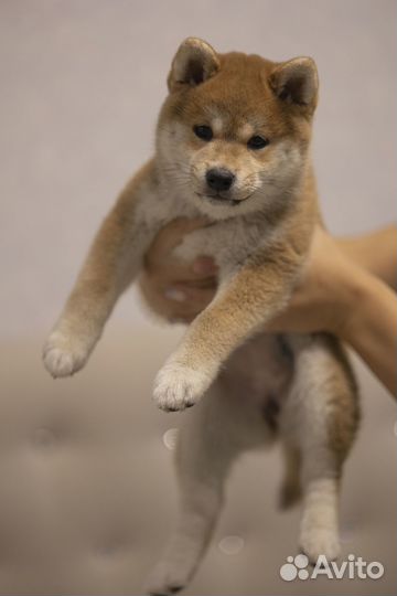 Щенки Сиба ину