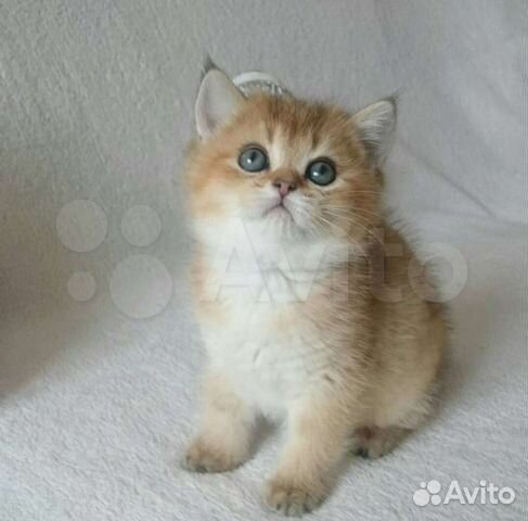 Супер котята золотые