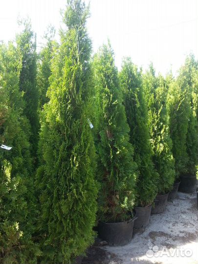 Продажа саженцев: Сосна,Ель,Липа,Туя и др