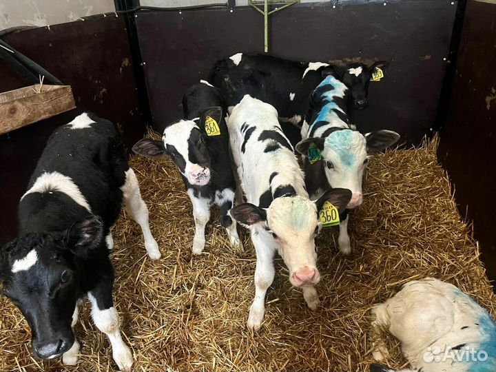 Отборные телята бычки с доставкой