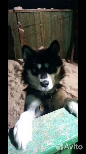 Аляскинский маламут