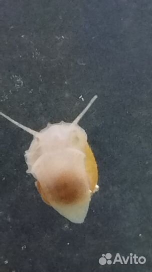 Улитки ампулярии бесплатно