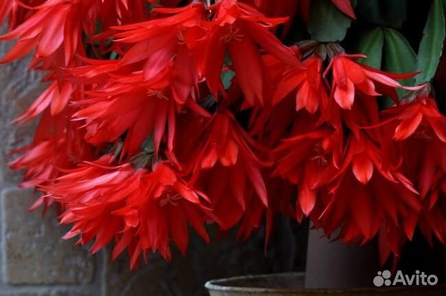 Шлюмбергеры, декабристы, рипсалидопсис