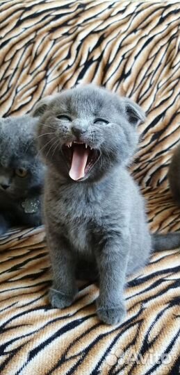 Шотландские котята
