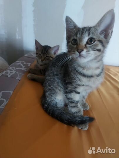 Абиссинская кошка