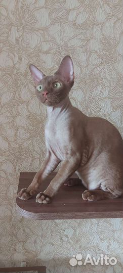 Кот девон-рекс