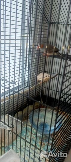 Зебровые амадины